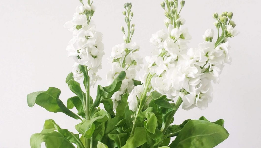 A minimalist image of a flowering plant in a vase