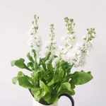 A minimalist image of a flowering plant in a vase