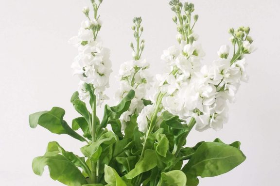 A minimalist image of a flowering plant in a vase